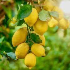 'Harvey' Lemon