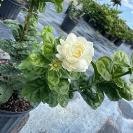 'Grand Duke Tuscany' Jasmine