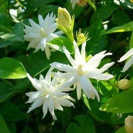 'Belle Of India' Jasmine