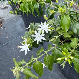 'Downy' Jasmine