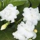 'Crape' Jasmine