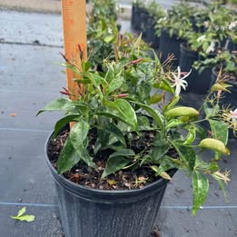 'Pink Star' Jasmine