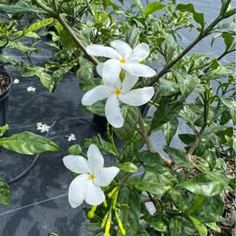 'Pinwheel' Jasmine