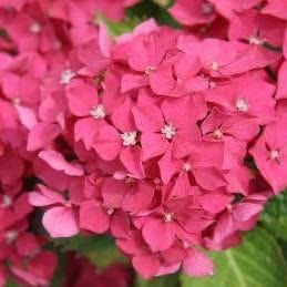 'Pink' Hydrangea