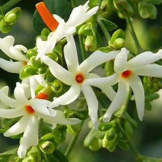 Coral Jasmine (Parijatam Plant)