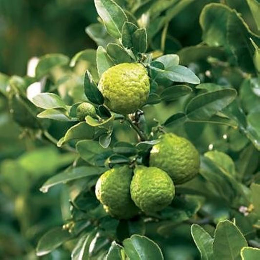 Kaffir Lime, 5 Gallon Pot