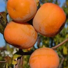 'Fuyu' Persimmon - Grafted