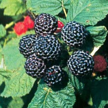 Raspberry Jewel Plant
