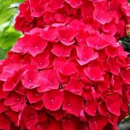 'Cardinal Red' Hydrangea