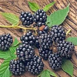 'Navaho' Blackberry