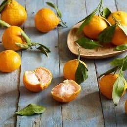 'Owari' Satsuma Mandarin - Grafted