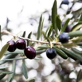 'Arbequina' Black Olive
