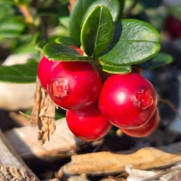 'Ernstesegen' Lingonberry