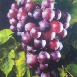 'Black Fry' Muscadine