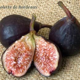 'Violets De Bordeaux' Fig