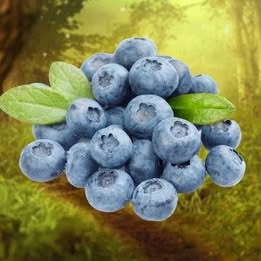 'Tifton' Blueberry