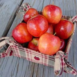 Whitney Crabapple