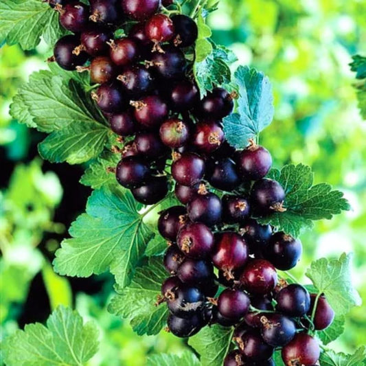 Gooseberries Black Velvet Plant