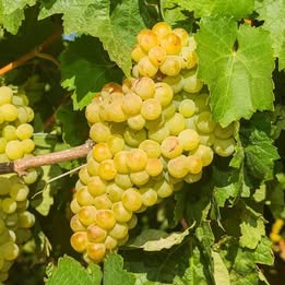 'Niagara' Grape