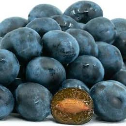 'Blue Damson' Plum - Grafted