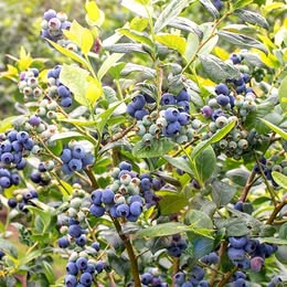 'Ochlockonee' Blueberry