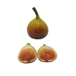 'Olympian' Fig