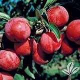 'Bruce' Plum