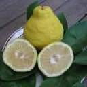 'Meyer' Lemon