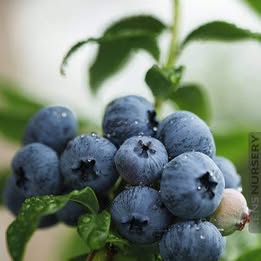 'Sweet Crisp' Blueberry