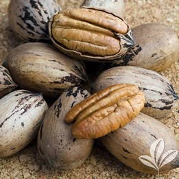 'Kiowa' Pecan - Grafted