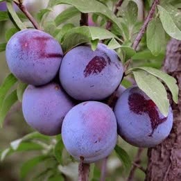 'Morris' Plum