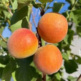 'Royal Blenheim' Apricot