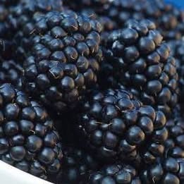 'Osage' Blackberry
