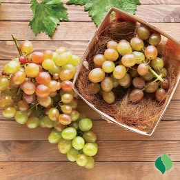 'Triumph' Muscadine