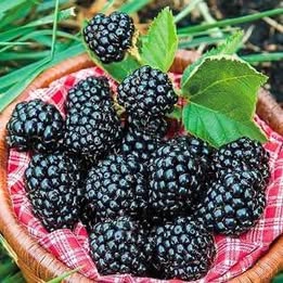 'Arapaho' Blackberry