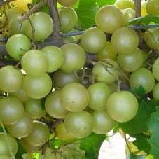 'Pam' Muscadine