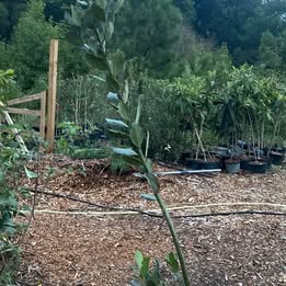 Bay Laurel