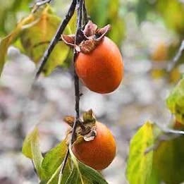 'Saijo' Persimmon - Grafted