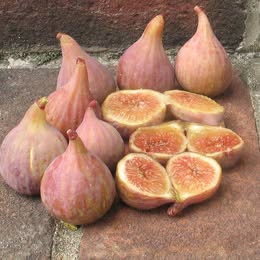'Celeste' Fig