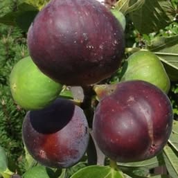 'Brown Turkey' Fig