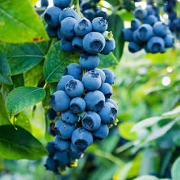Sweetheart Blueberry