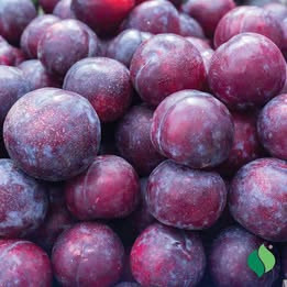 'Methley' Plum - Grafted