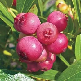 'Pink Lemonade' Blueberry