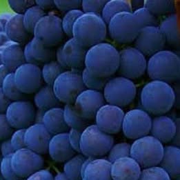 'Venus' Grape