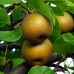'Olympic Giant' Asian Pear