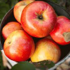 'Gala' Apple