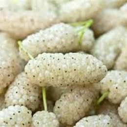 White Mulberry - Grafted