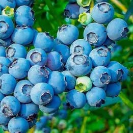 'Premier' Blueberry