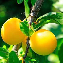 'Shirley' Plum