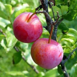 'Ozark Premier' Plum